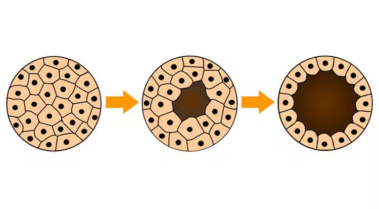 blastula humana